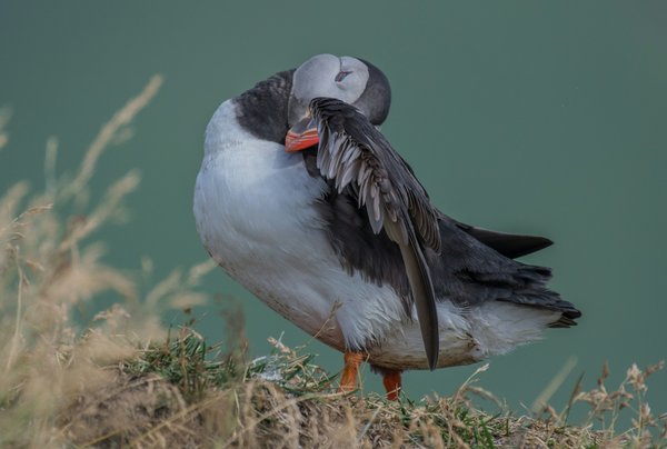Comment organiser une visite des sanctuaires d'oiseaux en Écosse?