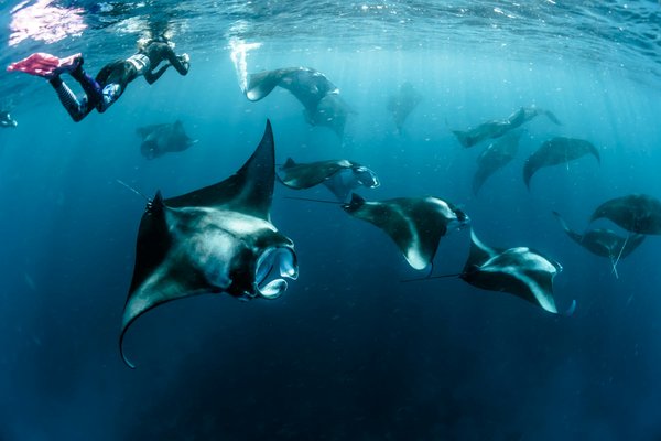 Quels sont les meilleurs spots pour faire de la plongée avec les raies mantas aux Maldives?